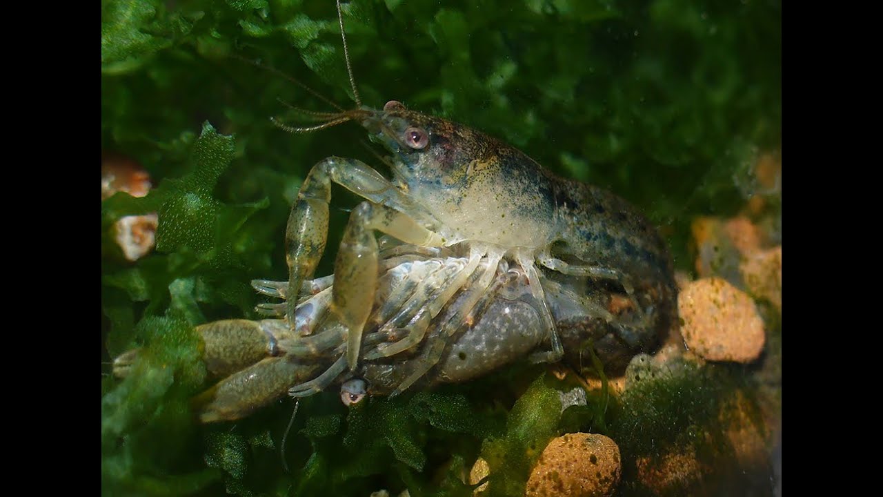 Раки в аквариуме. Cambarellus diminutus. Болотные Cambarellus puer. Cambarellus Ninae. Ракообразные в аквариуме.