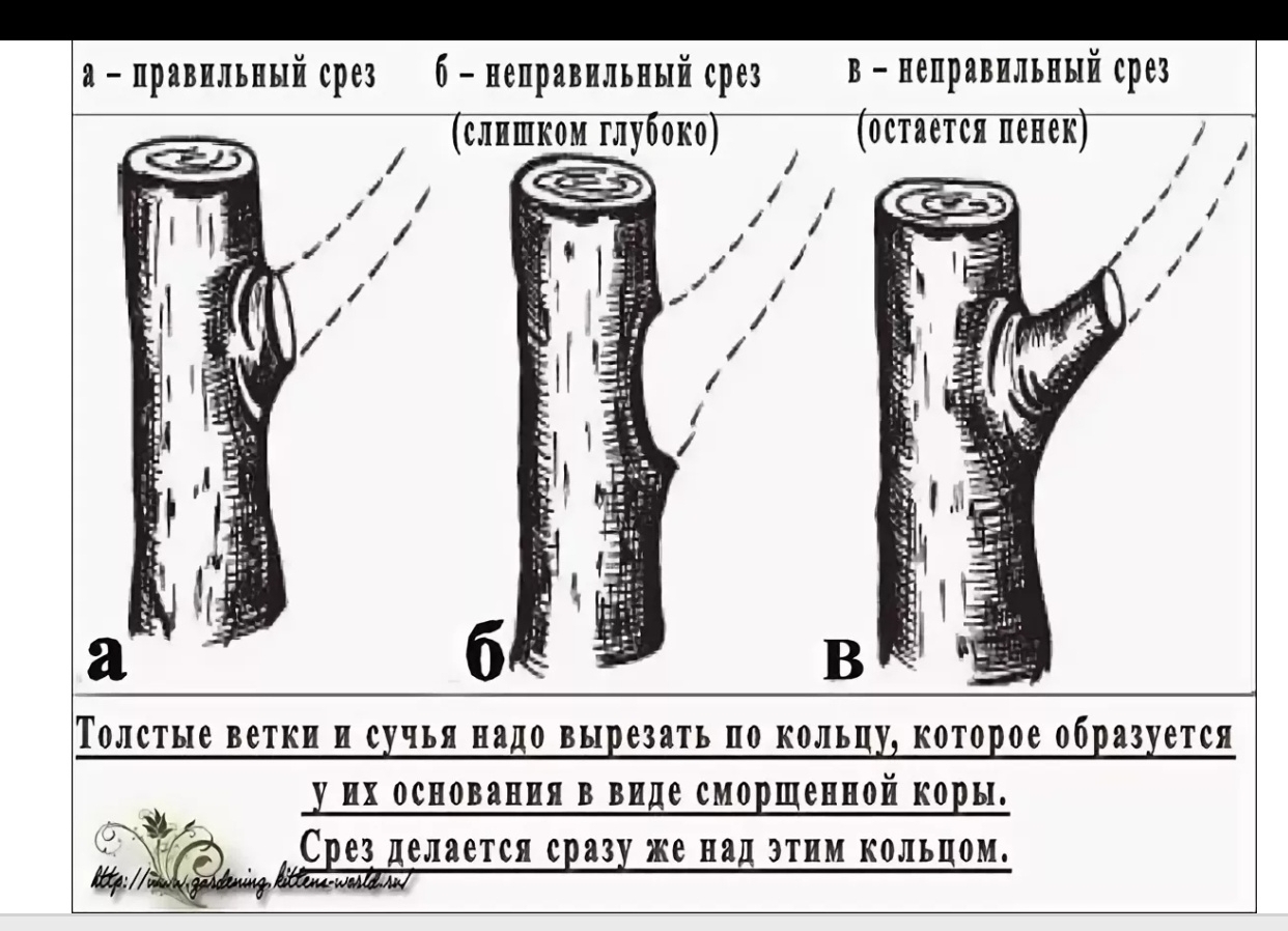 Срез на кольцо