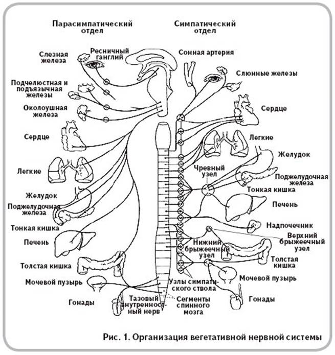 Нервы симпатического отдела. Схема иннервации симпатического отдела. Схема строения вегетативной нервной системы. Строение парасимпатического отдела вегетативной нервной системы. Симпатическая нервная система схема.