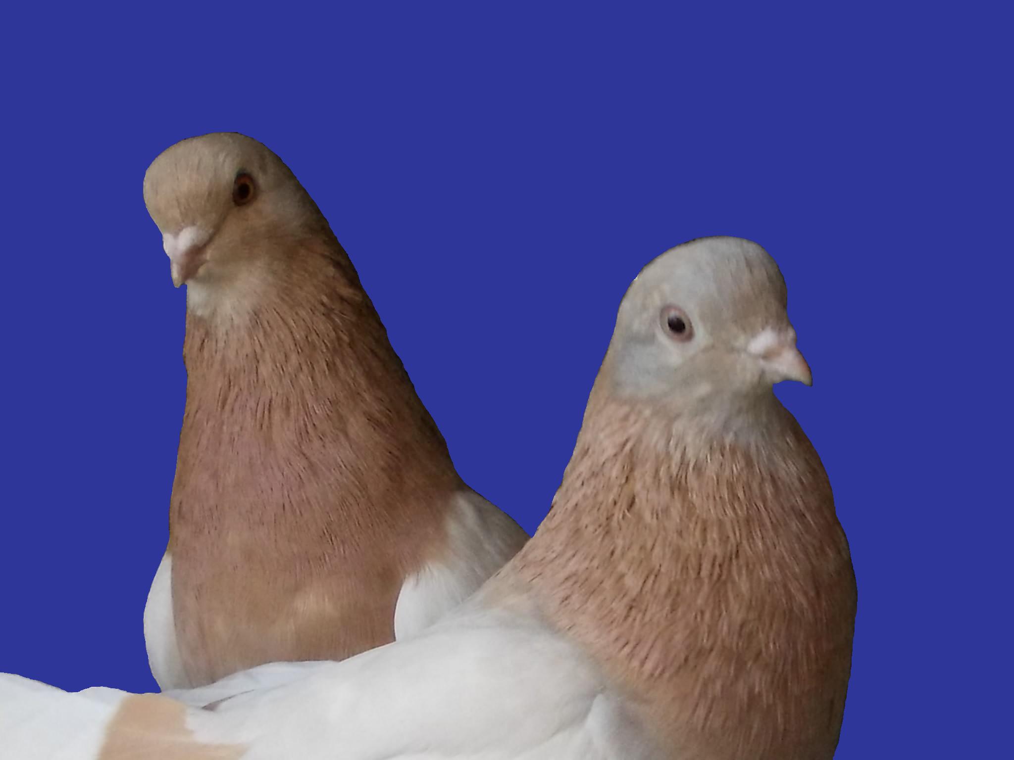 Породы голубей с фотографиями и названиями и описанием
