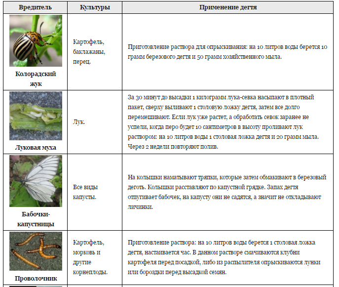 Березовый деготь для сада и огорода применение. Берёзовый дёготь для сада и огорода от вредителей и болезней. Берёзовый дёготь в огороде от вредителей. От вредителей в огороде. Обработать капусту от вредителей.