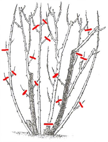 Обрезка канадских роз весной схема