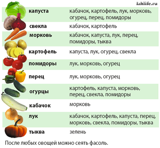 Схема севооборота овощных культур на дачном участке таблица