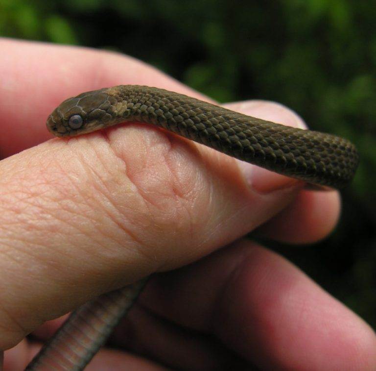 От змей на дачном участке. Змея гадюка маленькая. Змея гадюка маленькая черная. Змеи гадюка маленькая. Самые маленькие змеи.