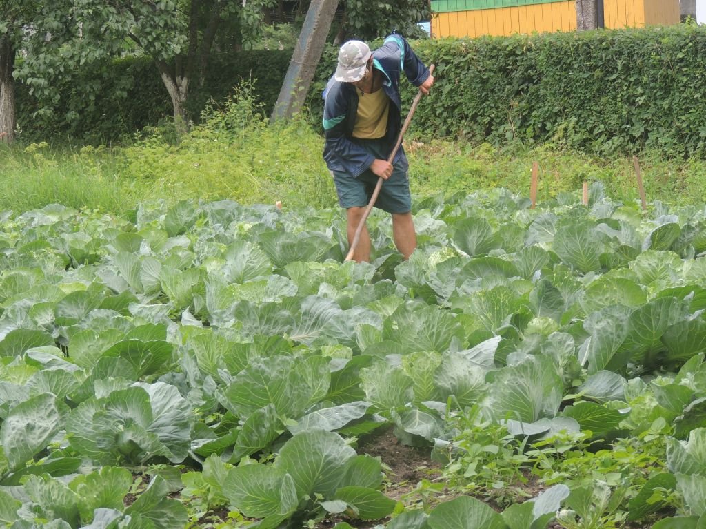 Ребята полят грядки. Огород летом. Работа в огороде. Дачник на огороде. Полоть огород.