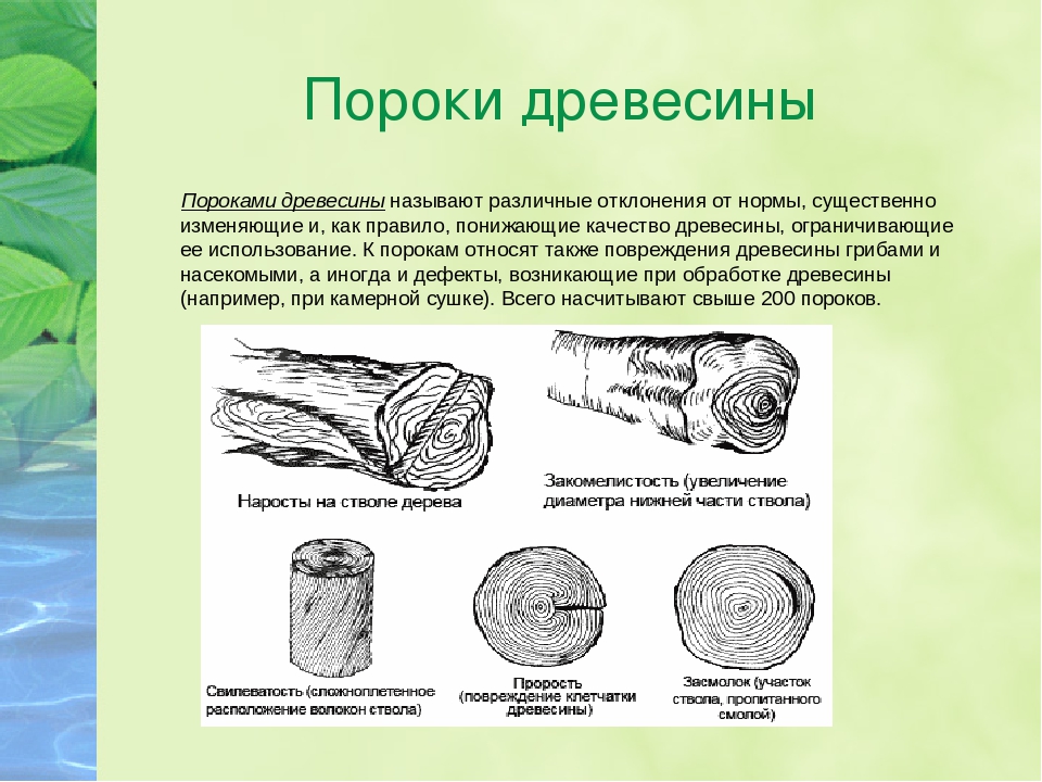 Влияние на качество древесины. Пороки древесины сбежистость ствола. Пороки формы ствола и строения древесины. Пороки формы ствола древесины. 5 Пороков формы ствола.