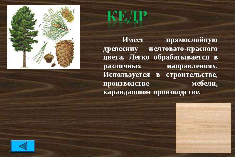 Породы древесины 5 класс технология. Хвойные породы деревьев кедр Сибирская сосна. Сообщение о видах древесины. Порода древесины кедр. Кедр характеристика древесины.