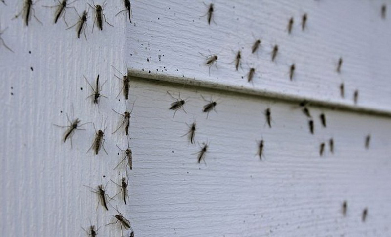 Нападение комаров. Мелкие насекомые. Мелкие насекомые на окне.