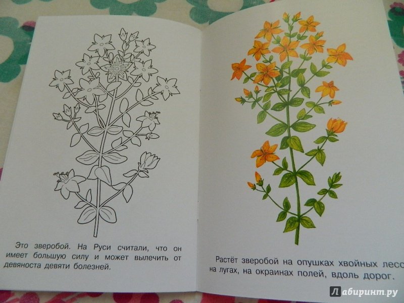Зверобой рисунок. Лекарственные растения для раскрашивания. Раскраска зверобой лекарственное растение. Зверобой раскраска для детей.