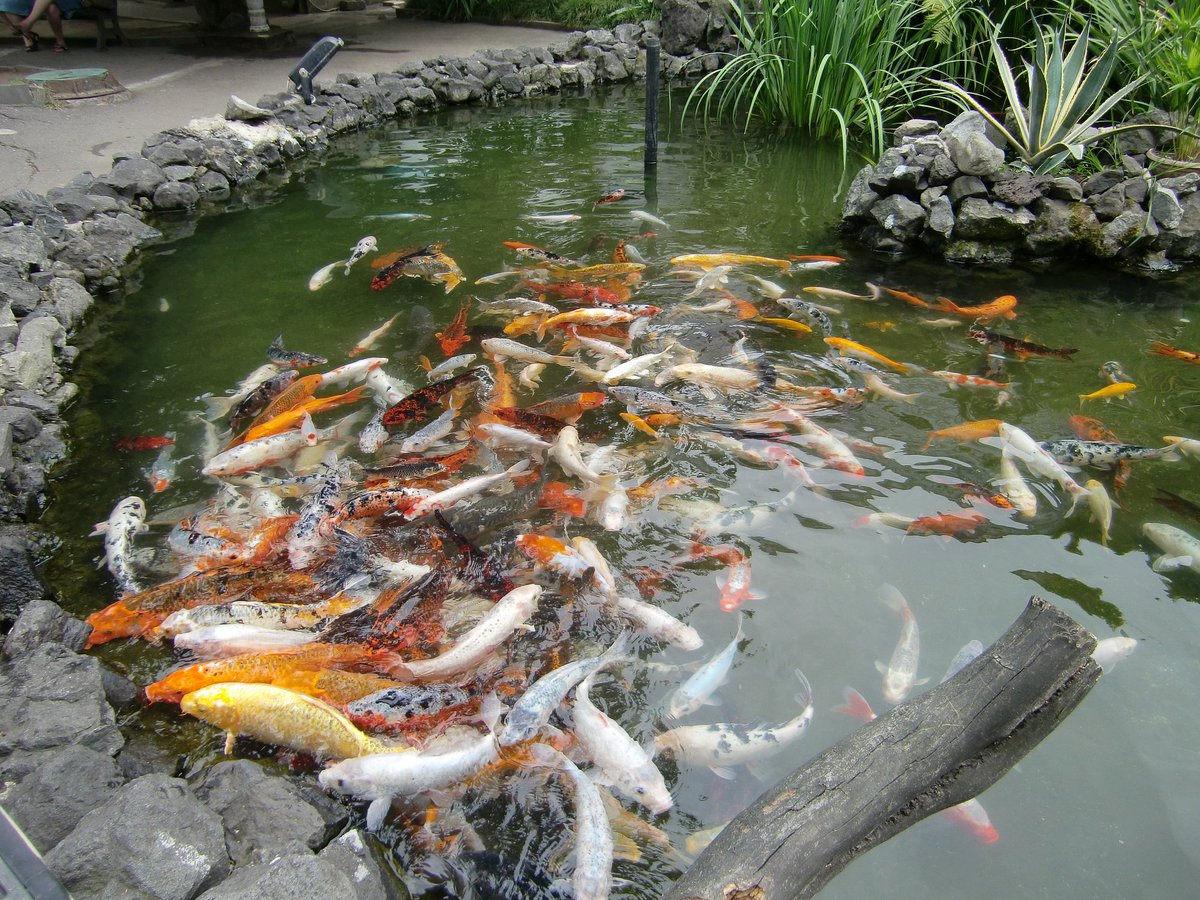 рыбы в тайланде