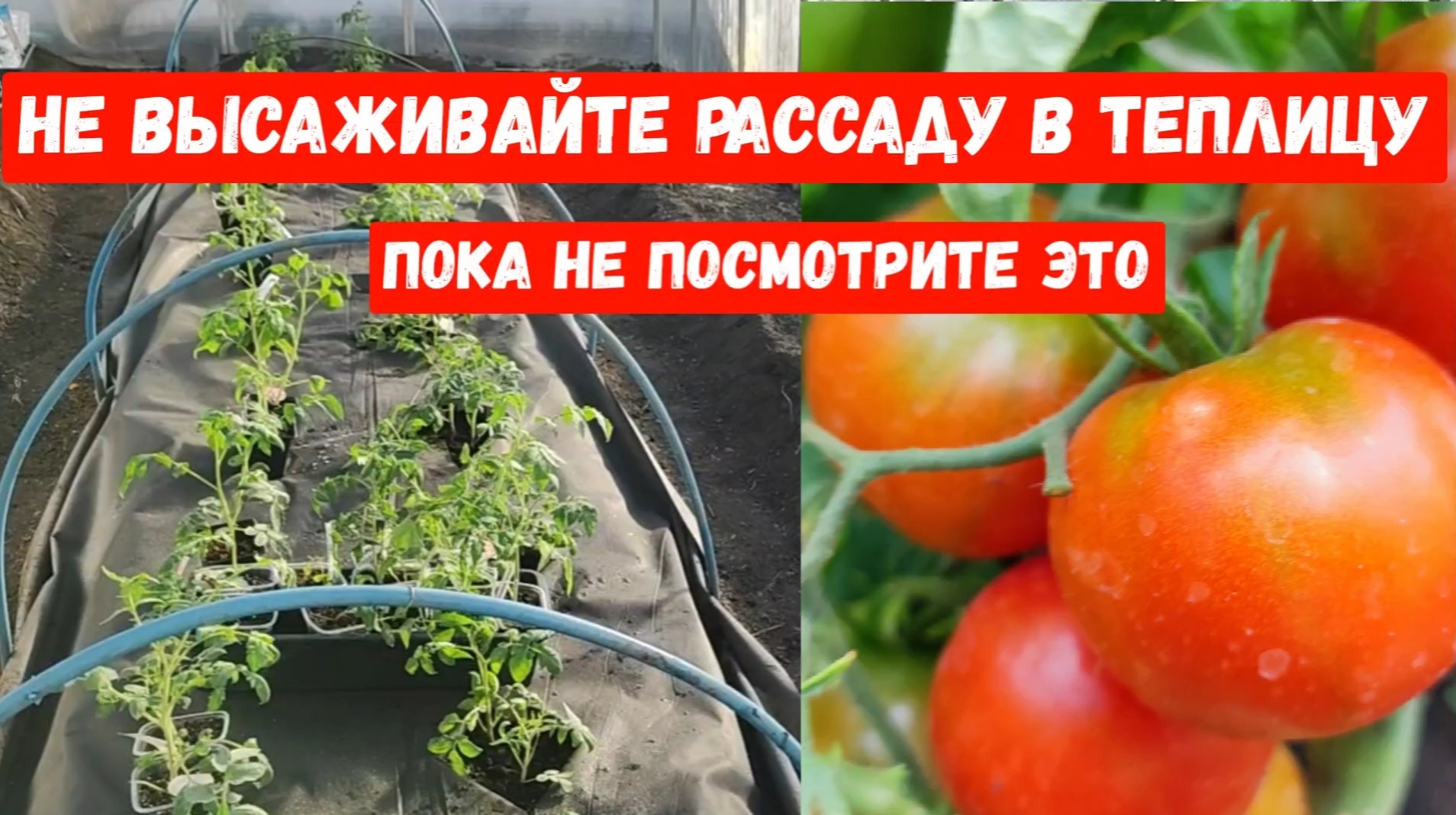 Посадка помидор в теплице в сибири. Рассада помидор. Посадка помидор в теплице. Помидоры на рассаду в 2023. Агротехника выращивания томатов.