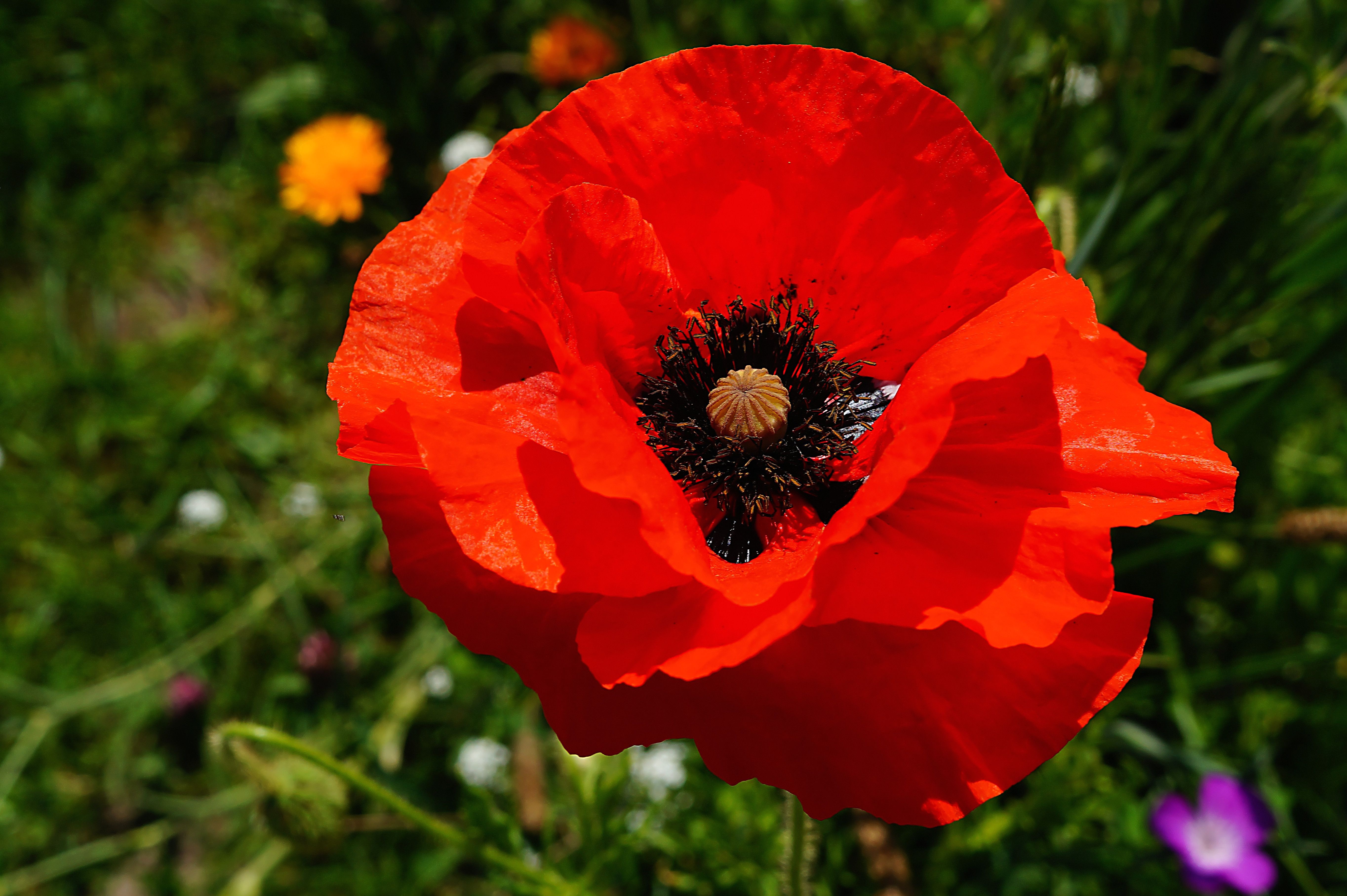 Дам мак. Мак прицветниковый. Мак прицветниковый Вики. Papaver цветок. Гранделюкс Мак.