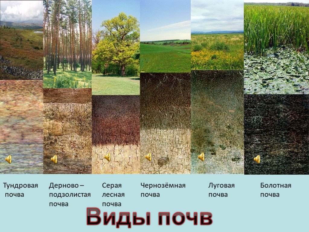 Где живет почва. Типы почв земли в России. Типы почв 3 класс окружающий мир. Почва внешний вид. Почва виды почв.