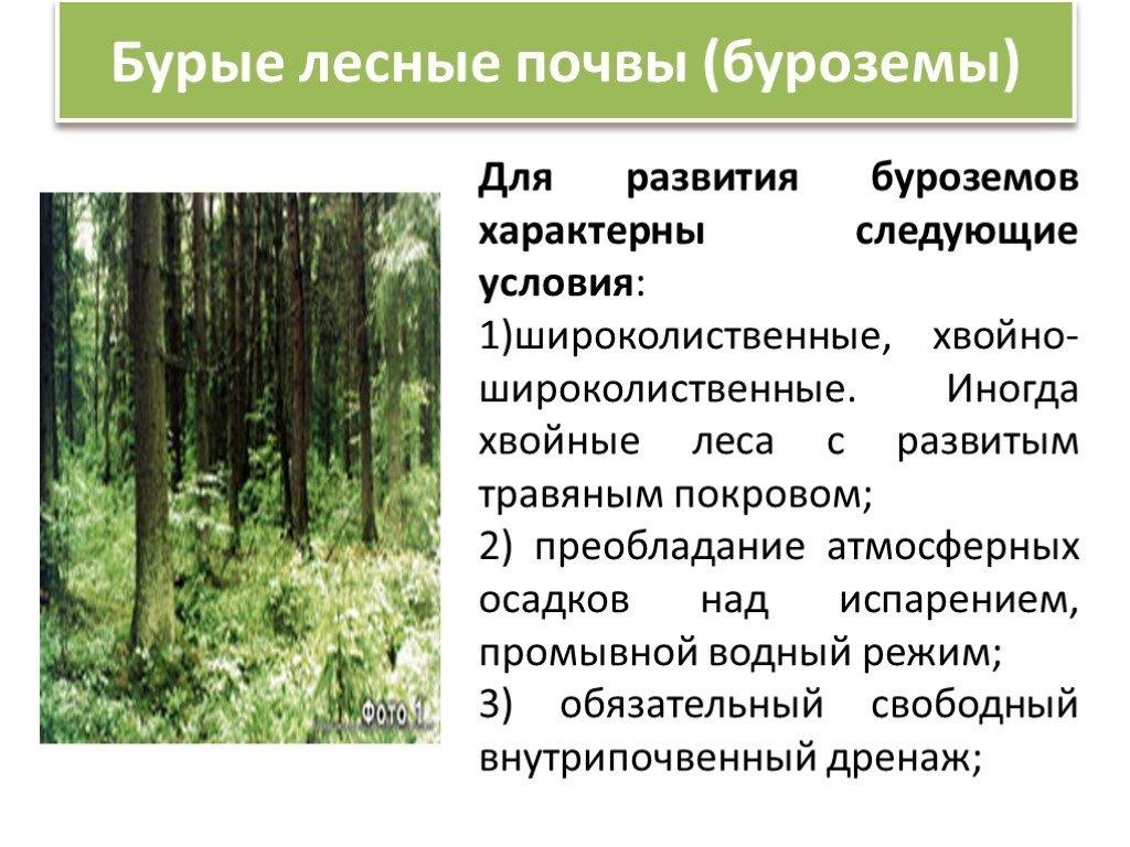 Почва широколиственных лесов 8 класс. Бурые Лесные почвы характеристика. Бурые Лесные почвы свойства почвы. Буроземы грубогумусовые. Бурые Лесные почвы растительность.