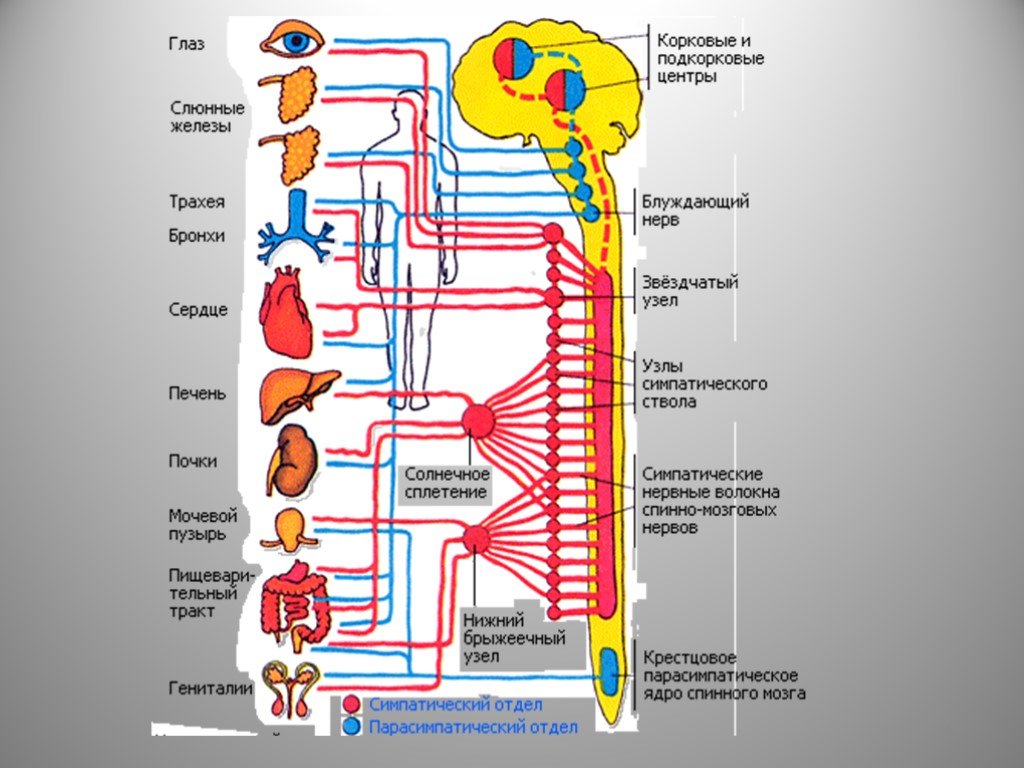 Органы иннервируемые соматическим отделом. Спинной мозг симпатическая и парасимпатическая нервная система. Симпатический ствол вегетативной нервной системы. Схема вегетативной иннервации органов головы. Топографию центральных отделов вегетативной нервной системы.