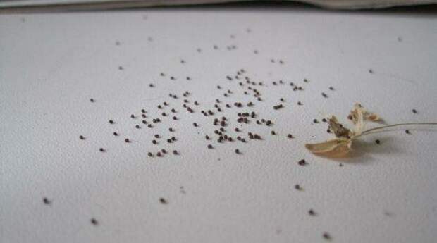 Можно собрать семена петунии. Семена петунии как выглядят. Дражированные семена петунии. Семена петунии семечки. Мелкие семена.