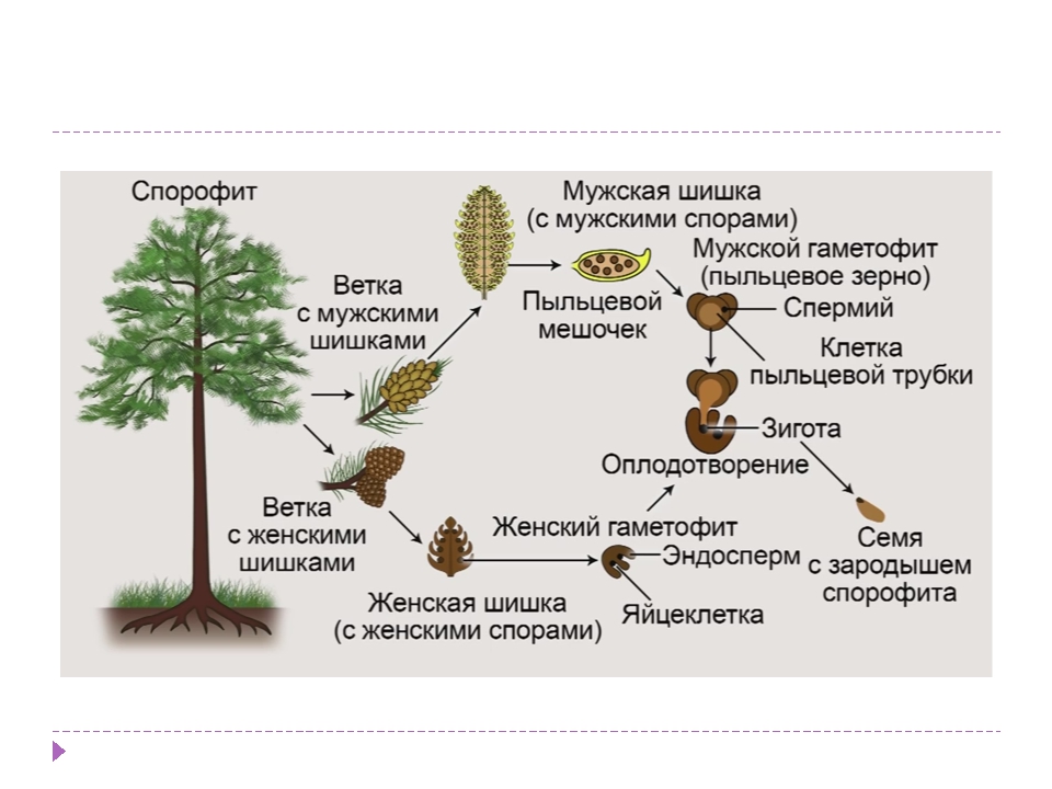 Половое размножение хвойных. Цикл развития голосеменных сосны. Циклы развития растений Голосеменные растения. Схема жизненного цикла сосны. Жизненный цикл голосеменных растений сосна схема.