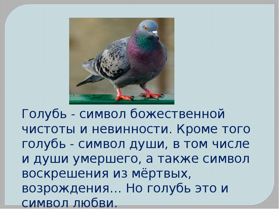 Текст голуб. Что означает голубь. Голуби для презентации. Что символизирует голубь. Голубь символ.