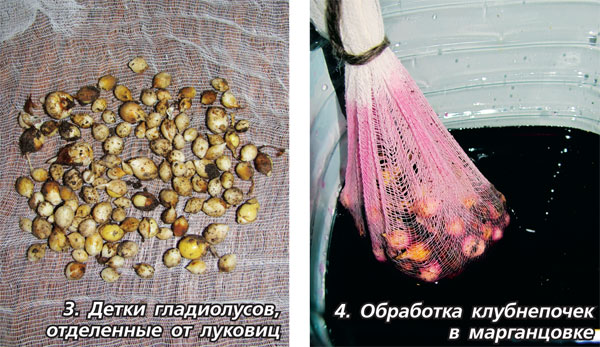 Как прорастить луковицы гладиолусов перед посадкой