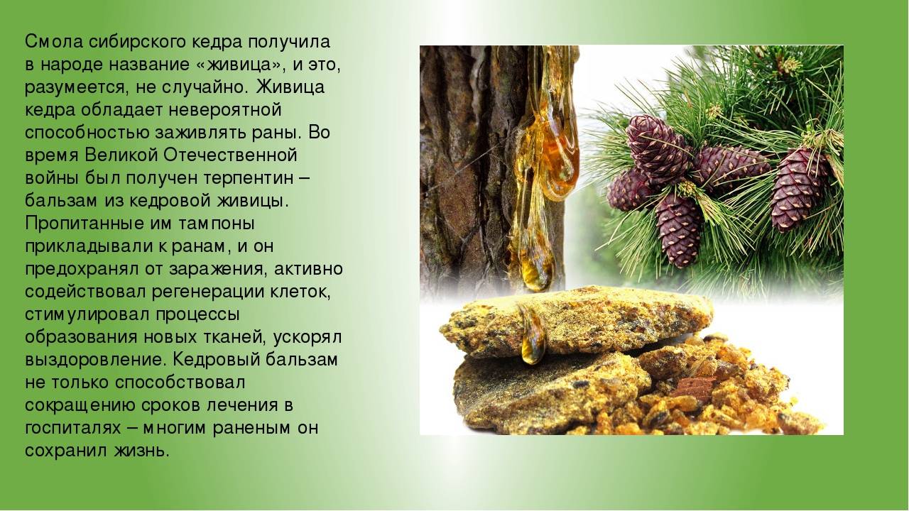 Хвойные питание. Хвойные растения кедр. Сибирский кедр. Сибирский кедр дерево. Информация про кедр.