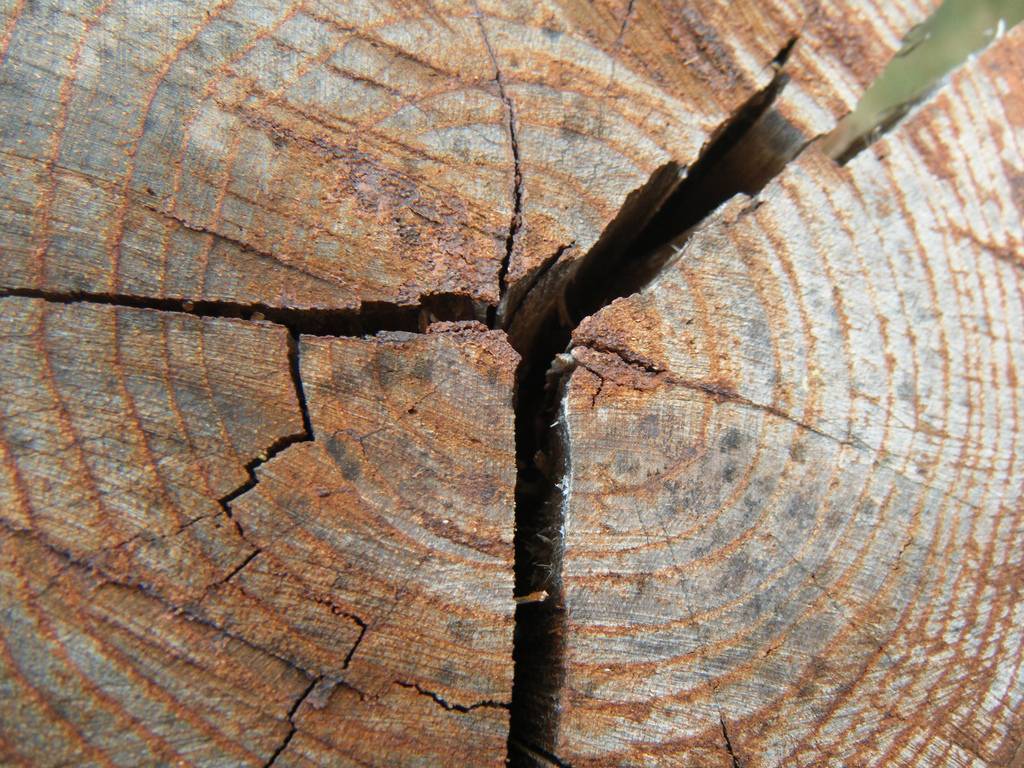 Высушим без трещин. Пороки древесины трещины усушки. Пороки древесины Отщеп. Пороки древесины отлуп. Пороки древесины смоляные кармашки.
