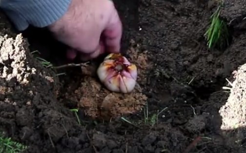 Как правильно посадить лилию весной в открытый грунт пошагово с фото