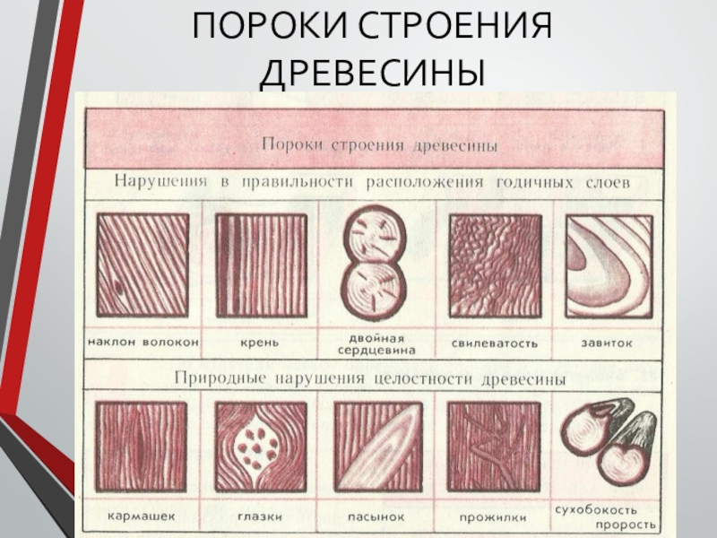 Пороки ели. Пороки древесины. Пороки строения древесины. 6 Пороков древесины. Пороки древесины 6 класс.