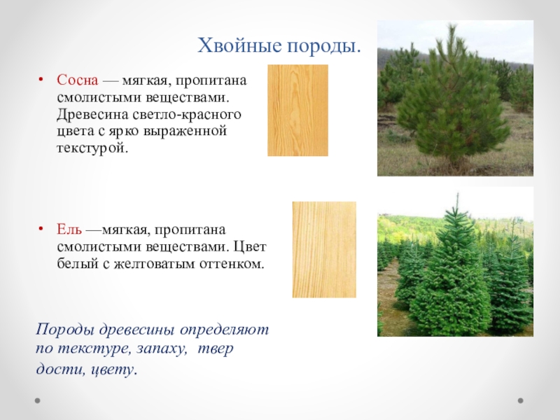 Характеристики соснового и елового леса по группам