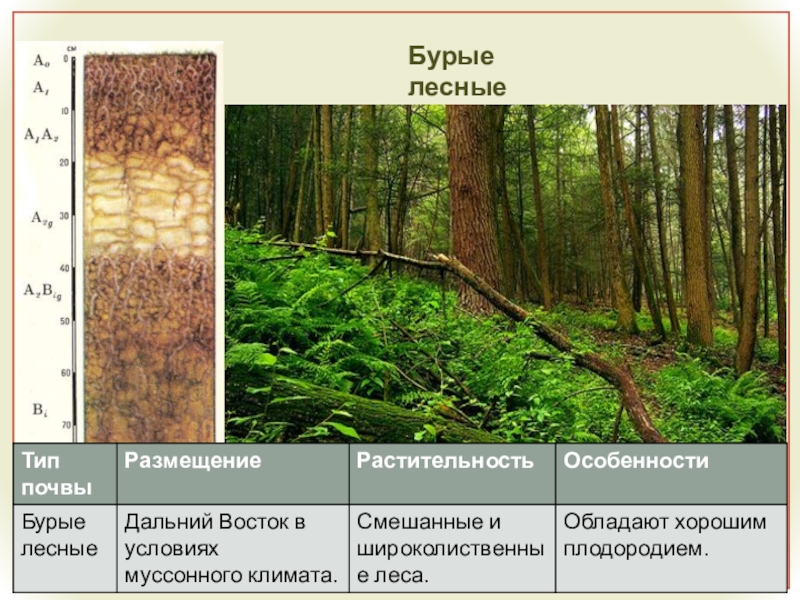 Почвенно растительные зоны. Бурые Лесные почвы почвенный профиль таблица. Подтипы бурых лесных почв. Бурые Горно-Лесные почвы. Серые и бурые Лесные почвы.