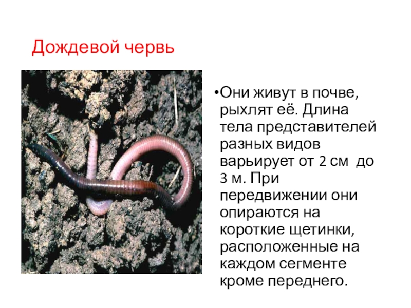 Дождевой червь обитает в среде. Дождевой червь среда обитания. Адаптации дождевого червя. Сообщение про дождевого червя. Приспособления дождевого червя к жизни в почве.
