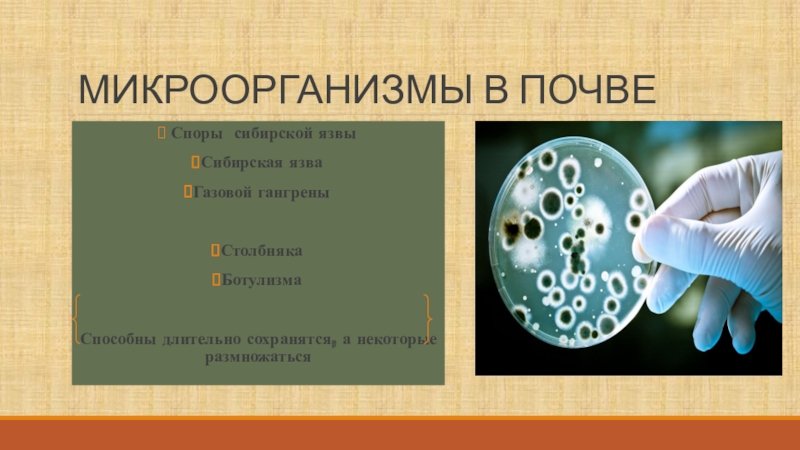 Споры в почве. Микроорганизм не образует в почве споры. Микроорганизмы образующие в почве споры. Споры в почве образуют возбудители:. Микроорганизм образующий в почве споры.