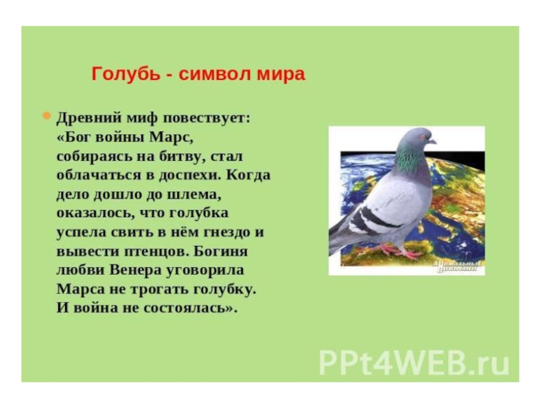 История голубей. Голуби для презентации. Интересные факты о голубе. Интересные факты о голубях. Рассказ про голубя.