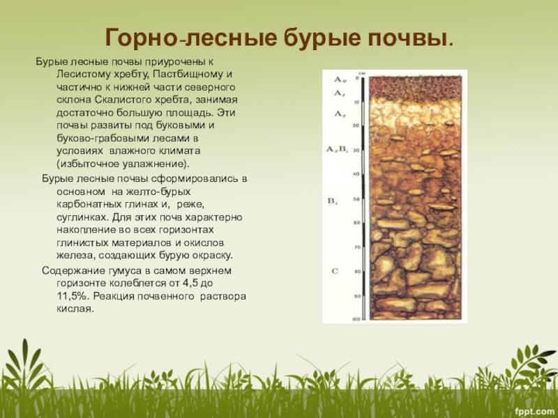 Структура лесной почвы