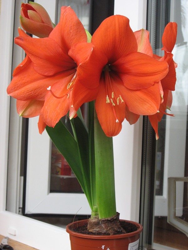 Цветок похожий на лилию на толстом. Гиппеаструм амариллис оранжевый. Лилия гиппеаструм. Лилия гиппеаструм цветок. Морковный гиппеаструм.