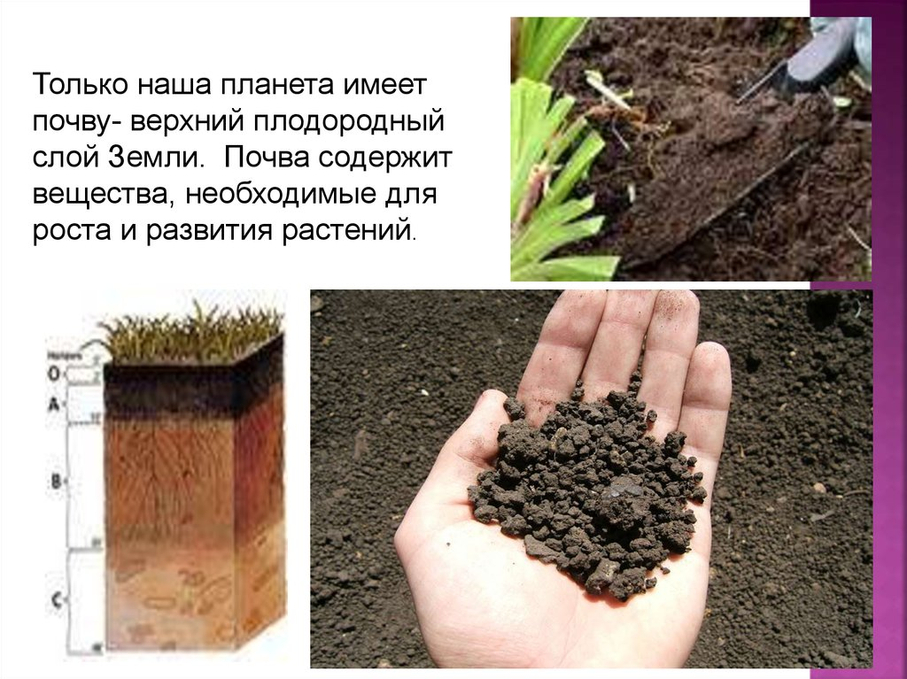 Какая почва менее плодородна. Плодородный слой земли гумус. Почва это верхний плодородный слой земли. Растения в почве. Плодородные и неплодородные почвы.