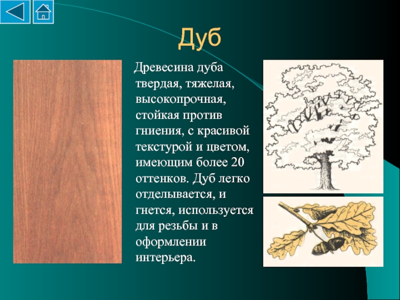 Дерево древесина 5 класс. Характеристика дуба. Свойства дуба. Порода древесины дуб. Описание древесины дуба.