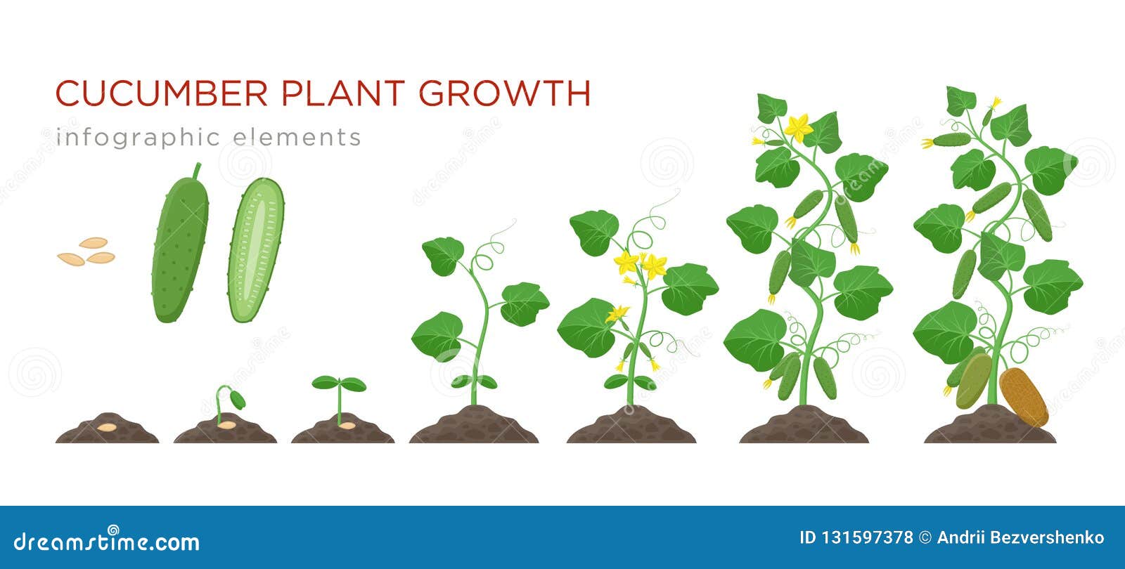Развитие растения из семени рисунок. Этапы роста огурца. Стадии роста огурца. Поэтапный рост огурца. Этапы выращивания огурца.