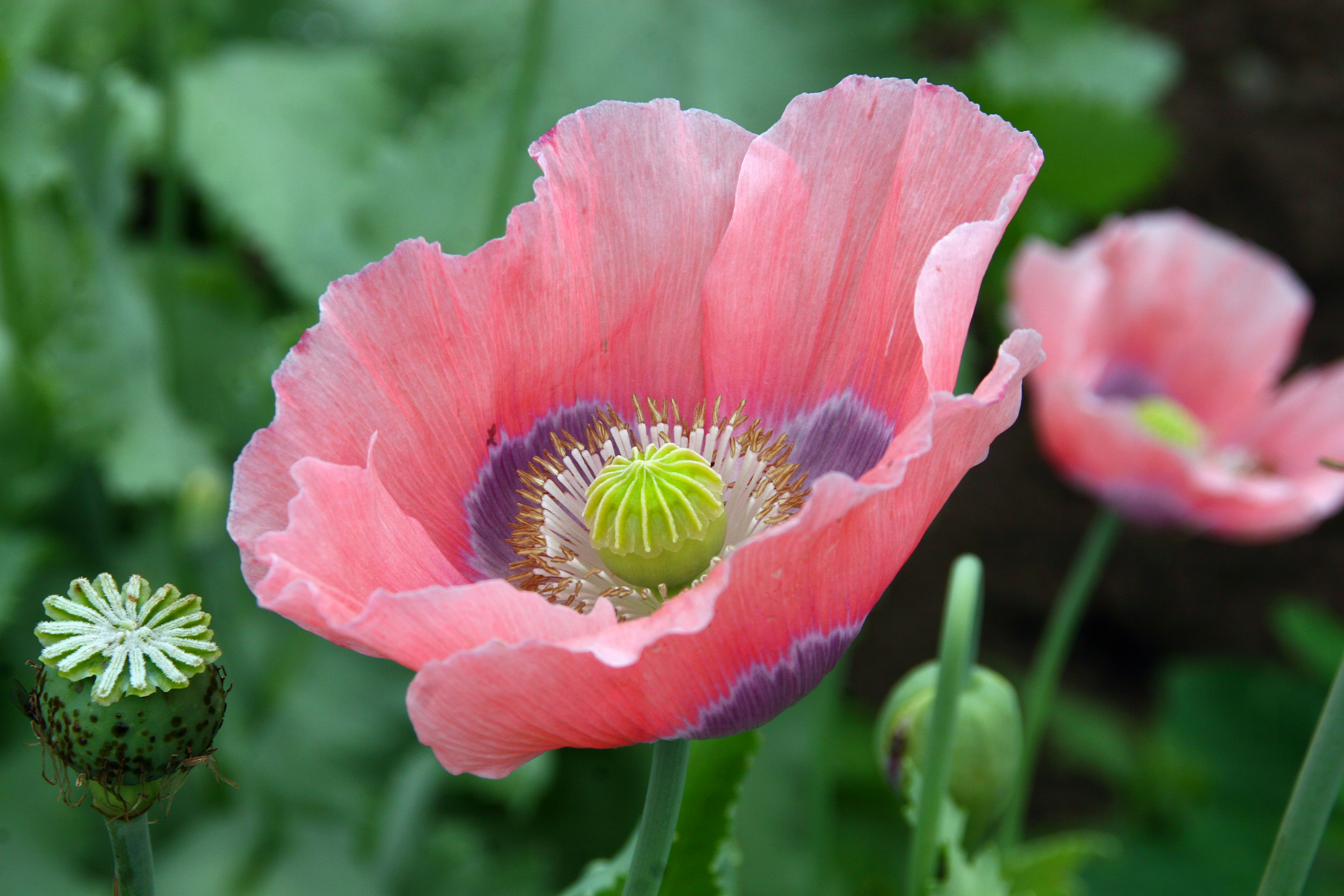 Мак фото описание. Мак снотворный (Papaver somniferum). Мак опийный (Papaver somniferum). Мак (Papaver) Pinnacle. Мак снотворный (растение вида Papaver somniferum l).