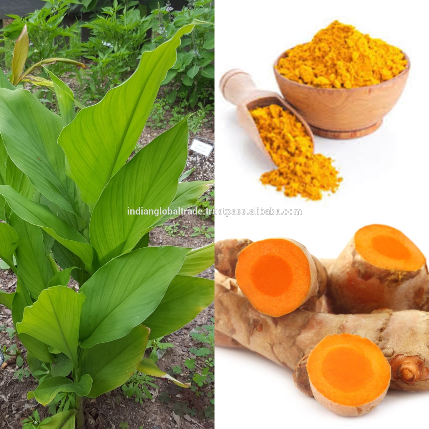 Куркума что это. Куркума трава. Arum куркума Turmeric. Куркума круглая curcuma leucorrhizae. Dary natury куркума.