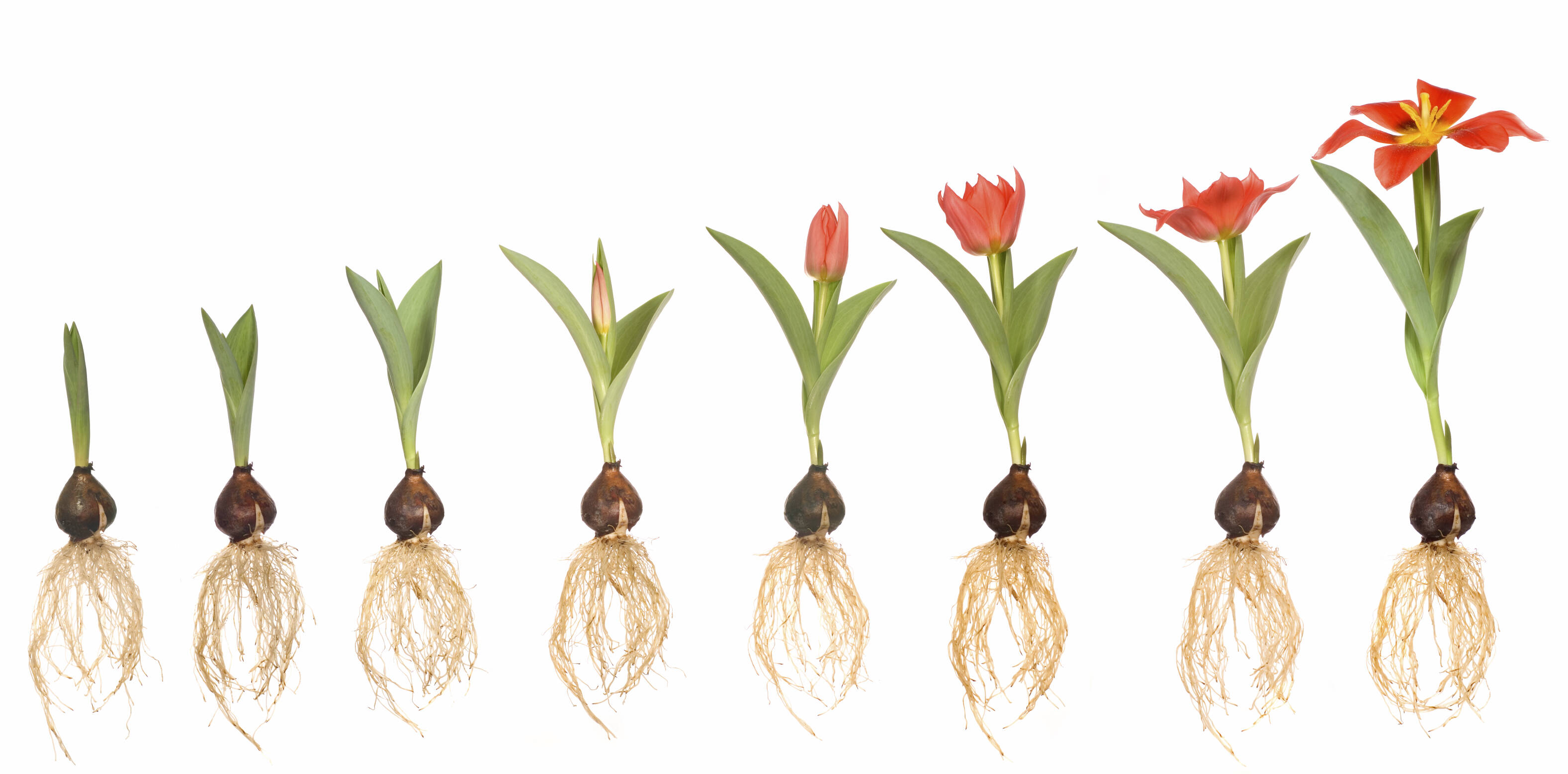 Корневая система тюльпана. Жизненный цикл тюльпана. Луковица тюльпана. Этапы роста тюльпана. Корень тюльпана.