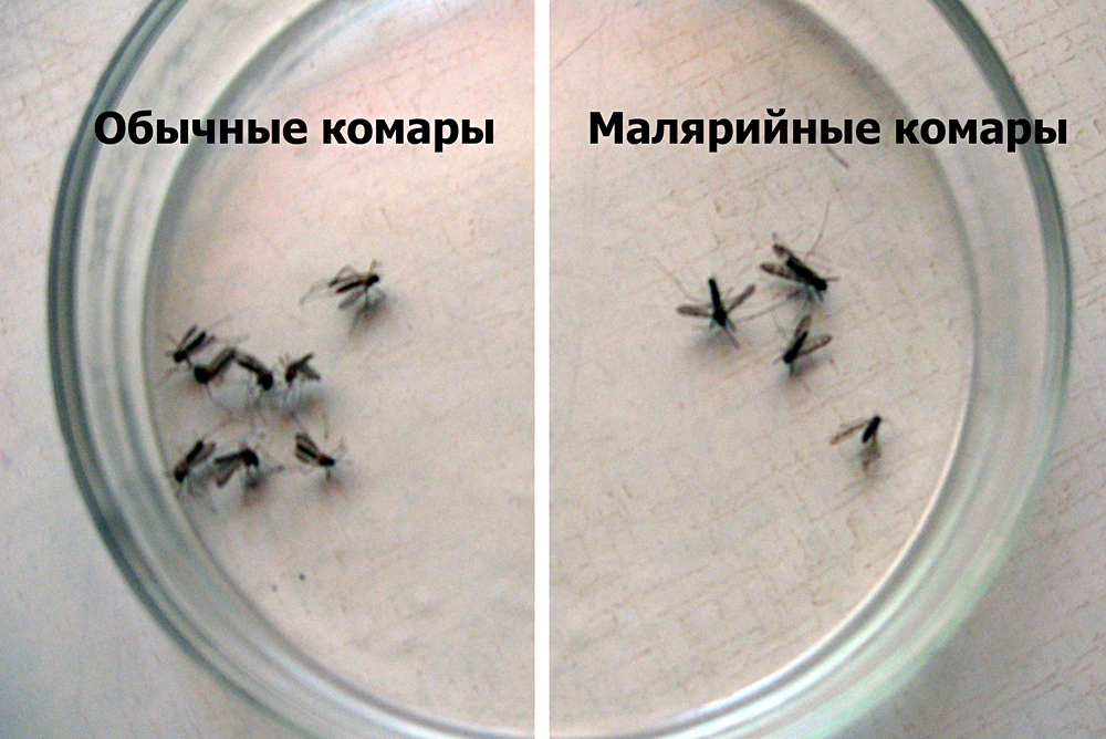 Чем отличается от обычного. Малярийный комар как отличить. Малярийный комар размер. Малярийный комар отличие. Обычный комар и малярийный комар отличия.