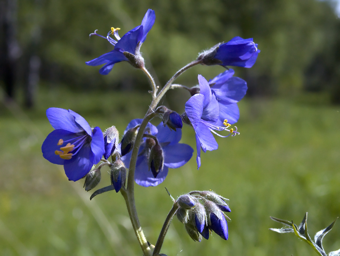 Название полевых цветов с фото. Синюха голубая растение. Синюха голубая соцветие. Лесные цветы Синюха. Polemonium caeruleum.