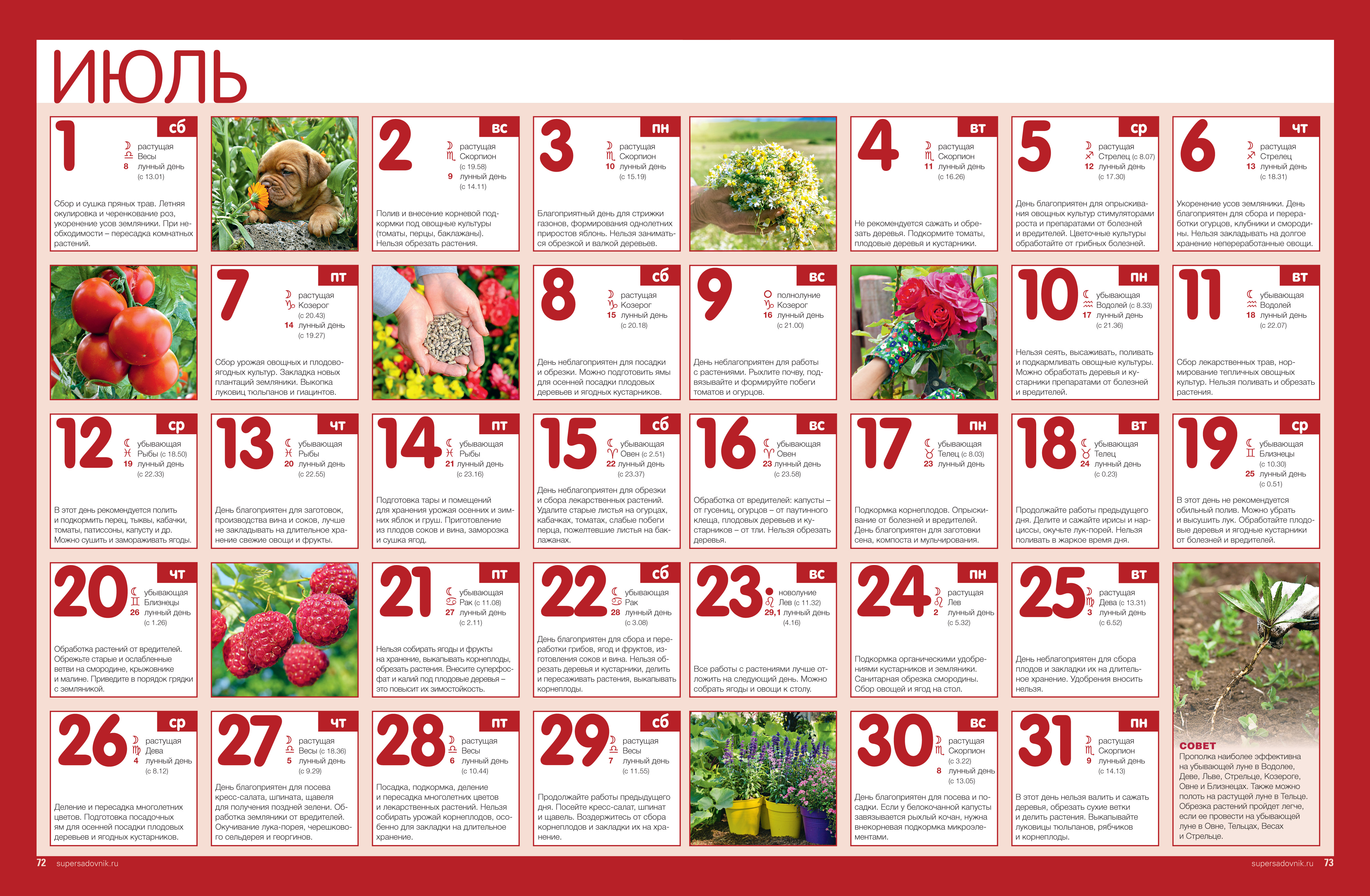 Лунный календарь стрижек на июль года садовода и огородника